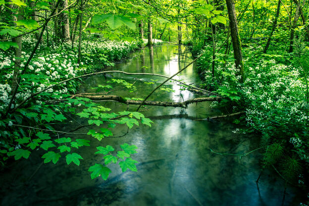 calm creek
