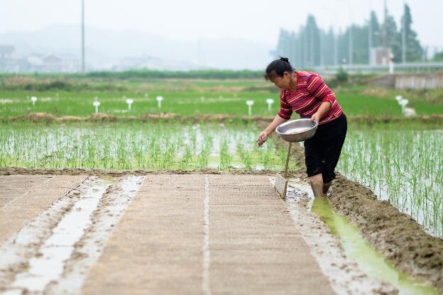 handplanted rice 